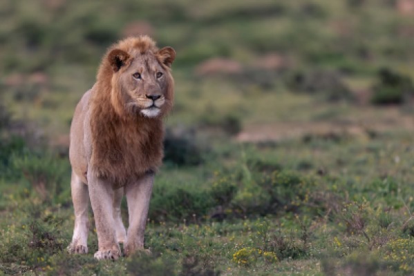 Wildlife and Adventure