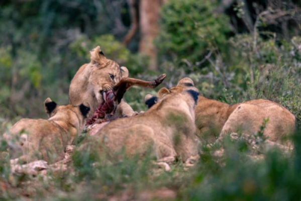 Wildlife and Adventure