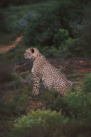 Wildlife and Adventure